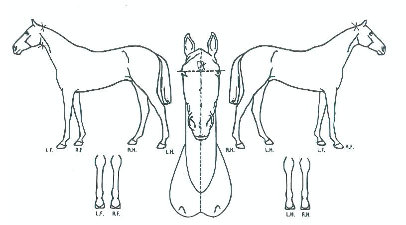 µ¹¾Æ¿Â³¯¸®ÀÇ Ãø¸é,¿ì¸é,µÞ¸é,µÎ»ó,´Ù¸®ÀÇ Æ¯Â¡µµÇØ