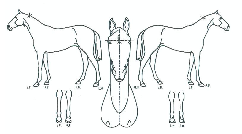 ƼÁî·±ÀÇ Ãø¸é,¿ì¸é,µÞ¸é,µÎ»ó,´Ù¸®ÀÇ Æ¯Â¡µµÇØ