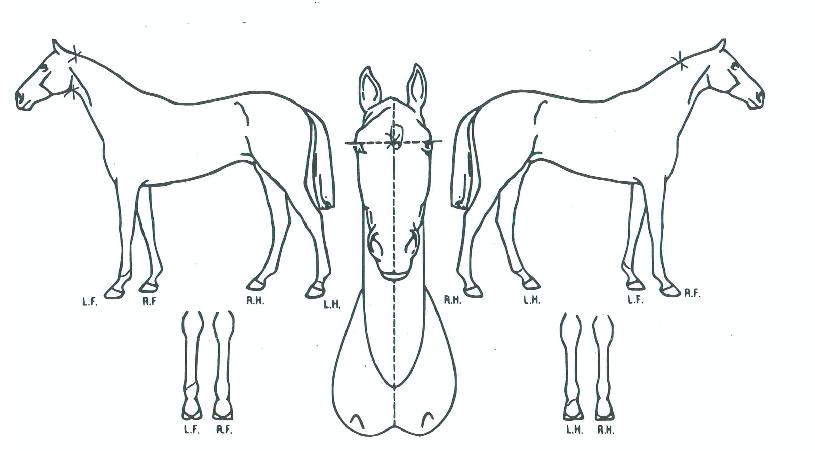 Ç÷¹À̽ýºÅõ°íÀÇ Ãø¸é,¿ì¸é,µÞ¸é,µÎ»ó,´Ù¸®ÀÇ Æ¯Â¡µµÇØ