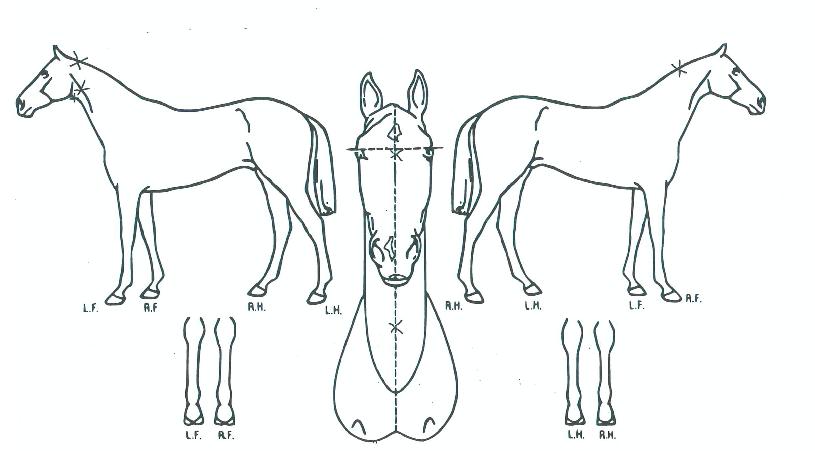 ĸƾ¹ÚÀÇ Ãø¸é,¿ì¸é,µÞ¸é,µÎ»ó,´Ù¸®ÀÇ Æ¯Â¡µµÇØ