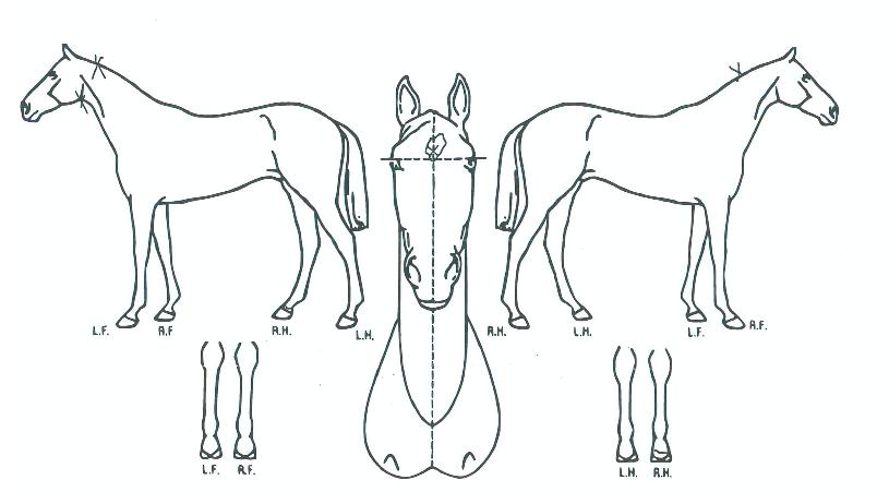 ¶óÇǵå°íÀÇ Ãø¸é,¿ì¸é,µÞ¸é,µÎ»ó,´Ù¸®ÀÇ Æ¯Â¡µµÇØ