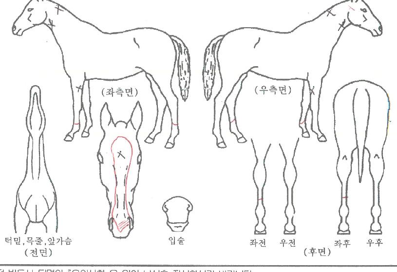 ´õ¾ÆÆ®ÀÇ Ãø¸é,¿ì¸é,µÞ¸é,µÎ»ó,´Ù¸®ÀÇ Æ¯Â¡µµÇØ