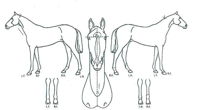 Ȳ±Ý¼Ò¸®ÀÇ Ãø¸é,¿ì¸é,µÞ¸é,µÎ»ó,´Ù¸®ÀÇ Æ¯Â¡µµÇØ