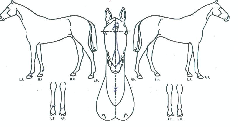 ¸¶ÀÌÆ¼ÆÞÀÇ Ãø¸é,¿ì¸é,µÞ¸é,µÎ»ó,´Ù¸®ÀÇ Æ¯Â¡µµÇØ