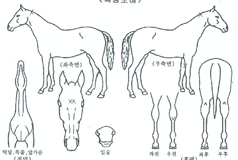 ±×·¹ÀÌÇÁºê·£µðÀÇ Ãø¸é,¿ì¸é,µÞ¸é,µÎ»ó,´Ù¸®ÀÇ Æ¯Â¡µµÇØ