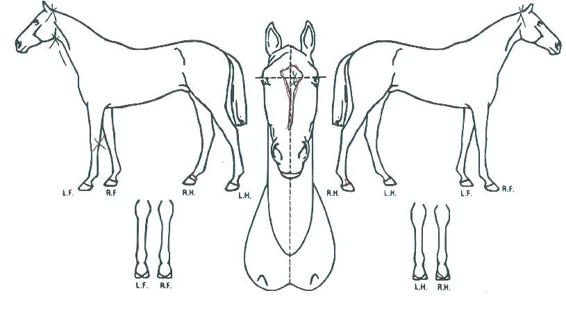 ¸¶ÀÌ´ÙÀ̳ʽºÆ¼ÀÇ Ãø¸é,¿ì¸é,µÞ¸é,µÎ»ó,´Ù¸®ÀÇ Æ¯Â¡µµÇØ