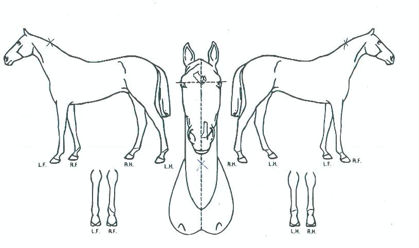 ƼÁîÄ÷¸®Æ¼ÀÇ Ãø¸é,¿ì¸é,µÞ¸é,µÎ»ó,´Ù¸®ÀÇ Æ¯Â¡µµÇØ