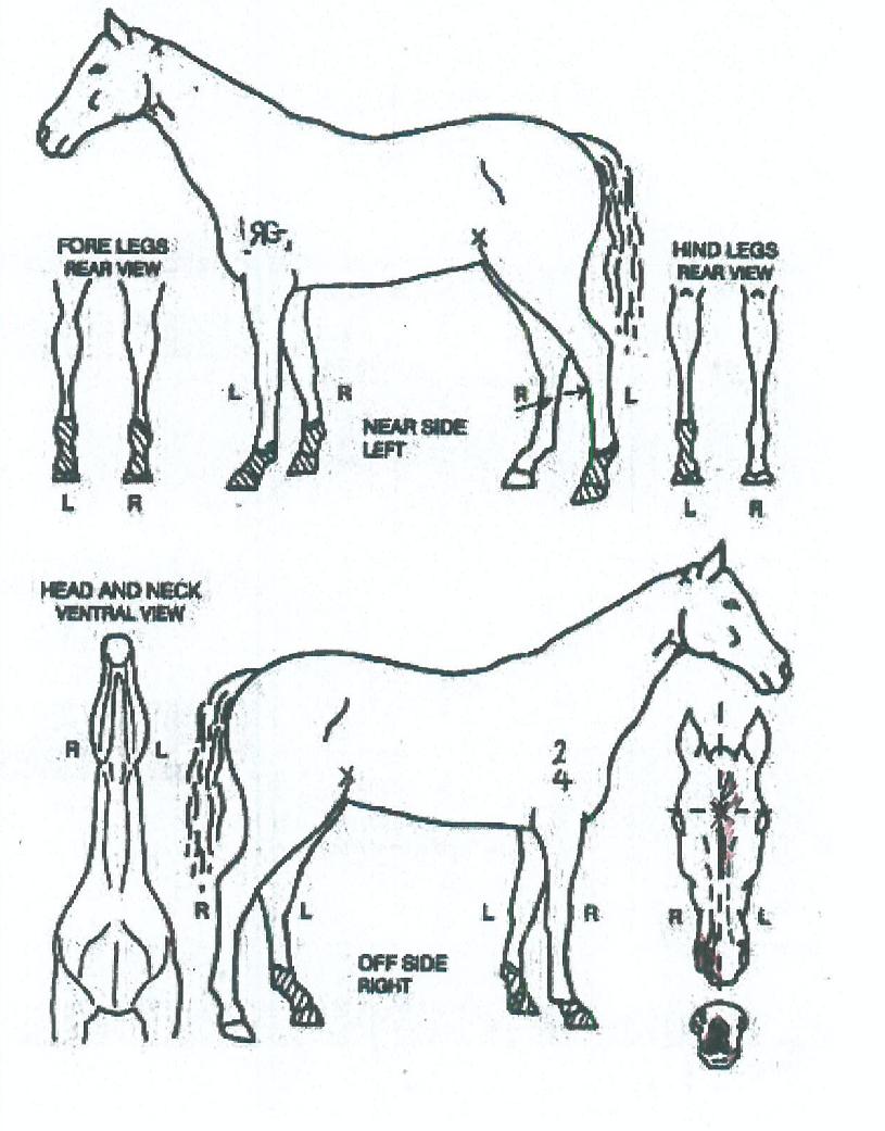 ¾Æ¸£´Ï½ºÀÇ Ãø¸é,¿ì¸é,µÞ¸é,µÎ»ó,´Ù¸®ÀÇ Æ¯Â¡µµÇØ