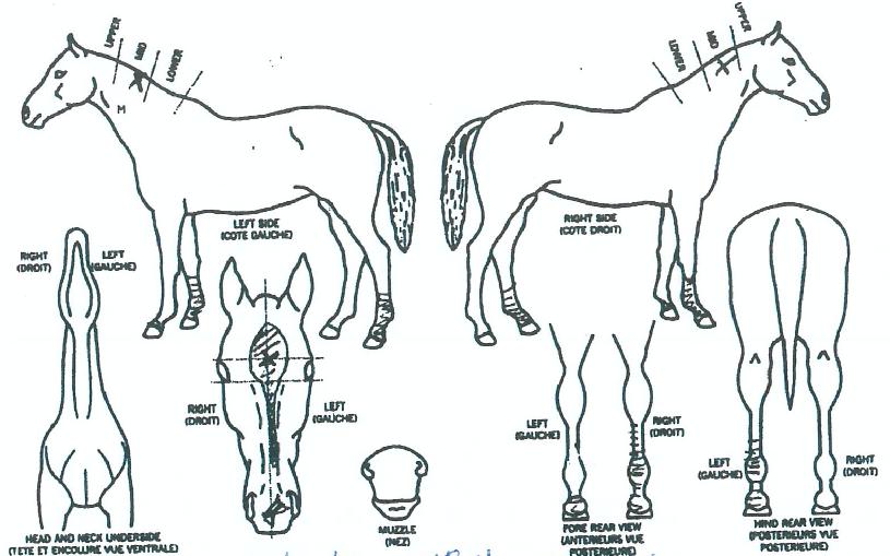 ³ôÀººûÀÇ Ãø¸é,¿ì¸é,µÞ¸é,µÎ»ó,´Ù¸®ÀÇ Æ¯Â¡µµÇØ