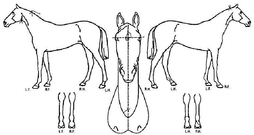 ÀͽºÄûÁþºäƼÀÇ Ãø¸é,¿ì¸é,µÞ¸é,µÎ»ó,´Ù¸®ÀÇ Æ¯Â¡µµÇØ