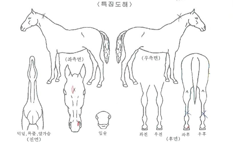 À§´×ÆÝÄ¡ÀÇ Ãø¸é,¿ì¸é,µÞ¸é,µÎ»ó,´Ù¸®ÀÇ Æ¯Â¡µµÇØ