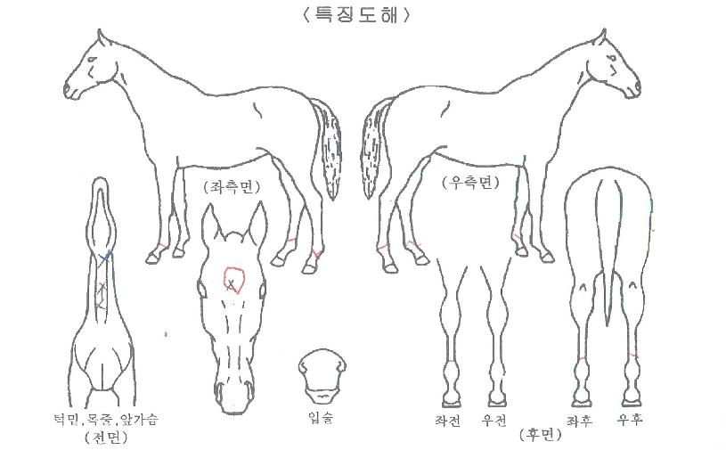Å·¸®ÀÇ Ãø¸é,¿ì¸é,µÞ¸é,µÎ»ó,´Ù¸®ÀÇ Æ¯Â¡µµÇØ