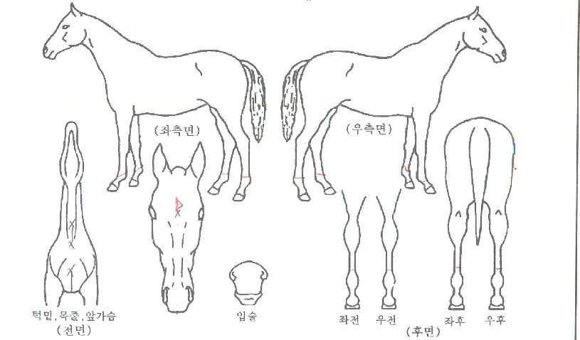 Ŭ¸®¾îÇÏÆ®ÀÇ Ãø¸é,¿ì¸é,µÞ¸é,µÎ»ó,´Ù¸®ÀÇ Æ¯Â¡µµÇØ