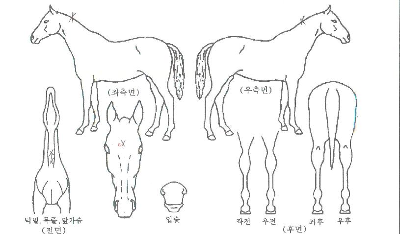 µ¨Å¸ºê¶ó´õÀÇ Ãø¸é,¿ì¸é,µÞ¸é,µÎ»ó,´Ù¸®ÀÇ Æ¯Â¡µµÇØ