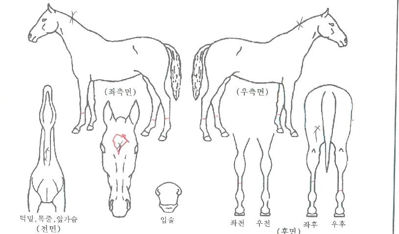 ÅʰíÇÁ¶ó½ºÆåÆ®ÀÚ¸¶ÀÇ Ãø¸é,¿ì¸é,µÞ¸é,µÎ»ó,´Ù¸®ÀÇ Æ¯Â¡µµÇØ
