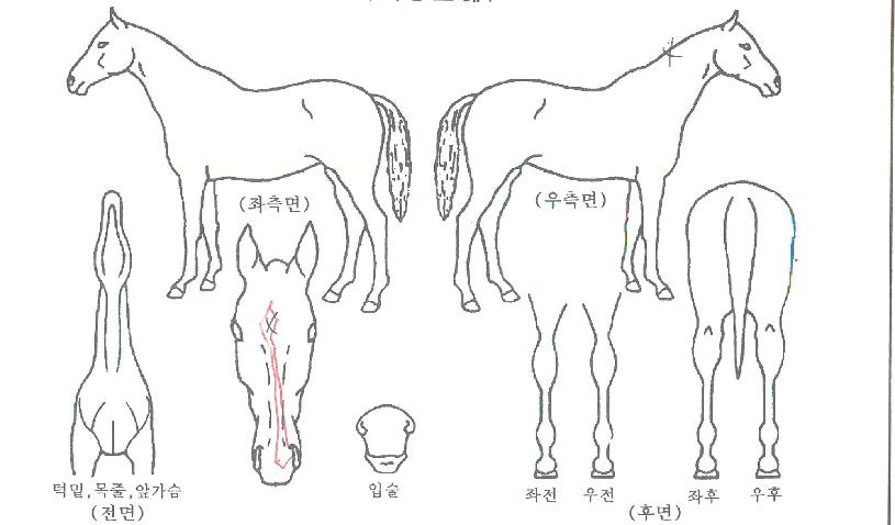³»°¡Â¯ÀÇ Ãø¸é,¿ì¸é,µÞ¸é,µÎ»ó,´Ù¸®ÀÇ Æ¯Â¡µµÇØ