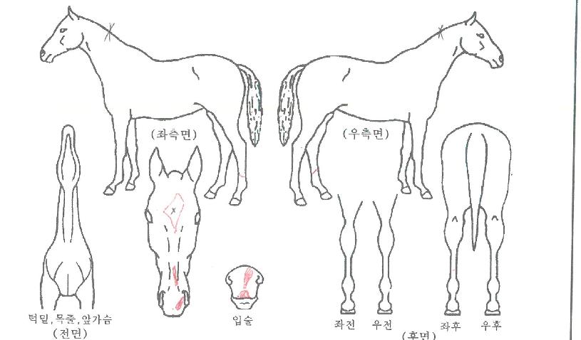 ·¹µåÆ«¸³ÀÚ¸¶ÀÇ Ãø¸é,¿ì¸é,µÞ¸é,µÎ»ó,´Ù¸®ÀÇ Æ¯Â¡µµÇØ