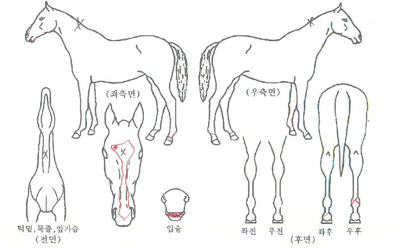 ¸¸¼®Áö±âÀÇ Ãø¸é,¿ì¸é,µÞ¸é,µÎ»ó,´Ù¸®ÀÇ Æ¯Â¡µµÇØ