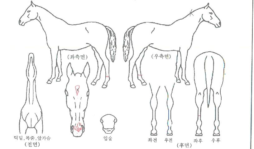 ÁúÁÖ¿©ÇàÀÇ Ãø¸é,¿ì¸é,µÞ¸é,µÎ»ó,´Ù¸®ÀÇ Æ¯Â¡µµÇØ