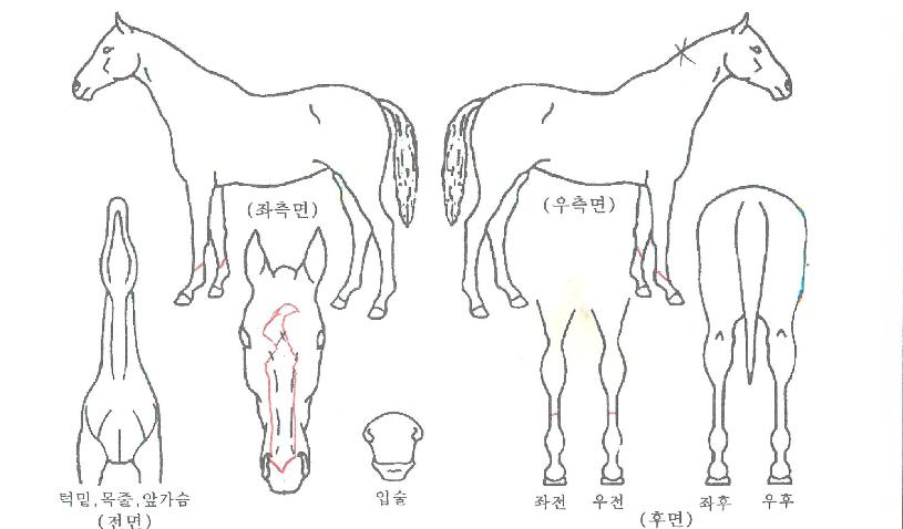 ºí·¹À̵彺ÅèÀÇ Ãø¸é,¿ì¸é,µÞ¸é,µÎ»ó,´Ù¸®ÀÇ Æ¯Â¡µµÇØ