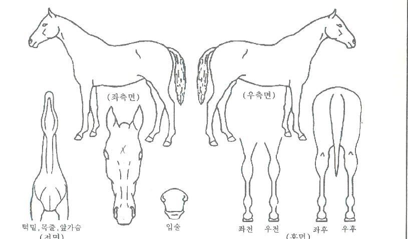 ¿ø´õÇ®¸¶¸®¾ÆÀÇ Ãø¸é,¿ì¸é,µÞ¸é,µÎ»ó,´Ù¸®ÀÇ Æ¯Â¡µµÇØ