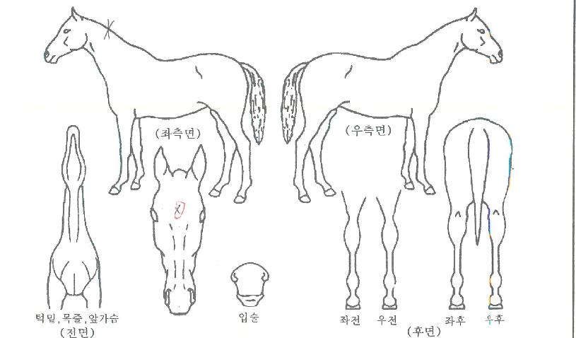 ´ë¿ë¿ÕÀÇ Ãø¸é,¿ì¸é,µÞ¸é,µÎ»ó,´Ù¸®ÀÇ Æ¯Â¡µµÇØ