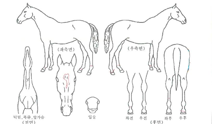 ¿¡À̽º¼Ö·Õ°íÀÇ Ãø¸é,¿ì¸é,µÞ¸é,µÎ»ó,´Ù¸®ÀÇ Æ¯Â¡µµÇØ