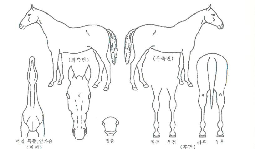 ÇìÀ̵帮¸ÓÀÇ Ãø¸é,¿ì¸é,µÞ¸é,µÎ»ó,´Ù¸®ÀÇ Æ¯Â¡µµÇØ