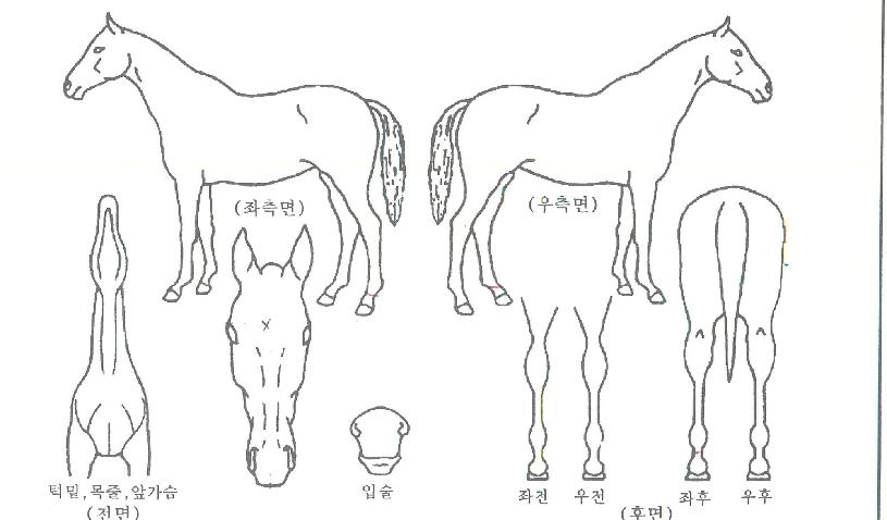ÅÛÇÃÅ·ÀÇ Ãø¸é,¿ì¸é,µÞ¸é,µÎ»ó,´Ù¸®ÀÇ Æ¯Â¡µµÇØ