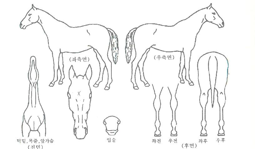 À©µå¸®¹öÀÇ Ãø¸é,¿ì¸é,µÞ¸é,µÎ»ó,´Ù¸®ÀÇ Æ¯Â¡µµÇØ
