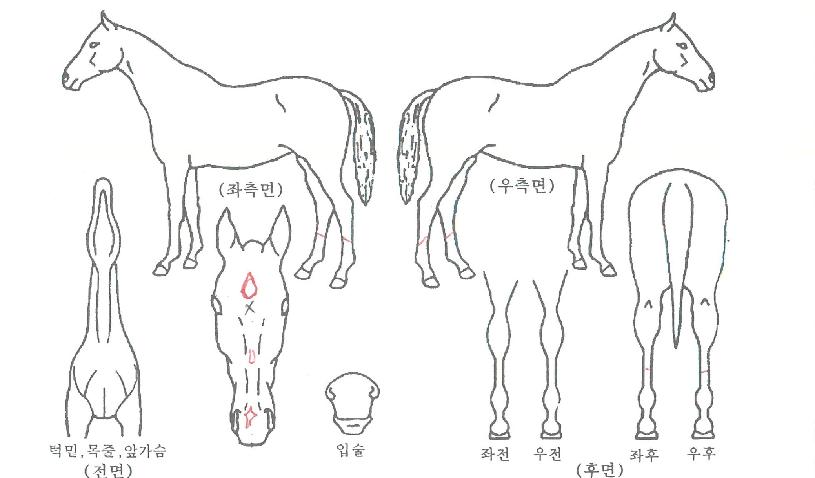 ¿ïÆ®¶óèÇǾðÀÇ Ãø¸é,¿ì¸é,µÞ¸é,µÎ»ó,´Ù¸®ÀÇ Æ¯Â¡µµÇØ