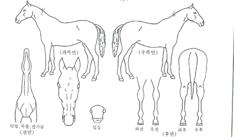 ÄÄÇø®Æ®¼îÅ©ÀÇ Ãø¸é,¿ì¸é,µÞ¸é,µÎ»ó,´Ù¸®ÀÇ Æ¯Â¡µµÇØ