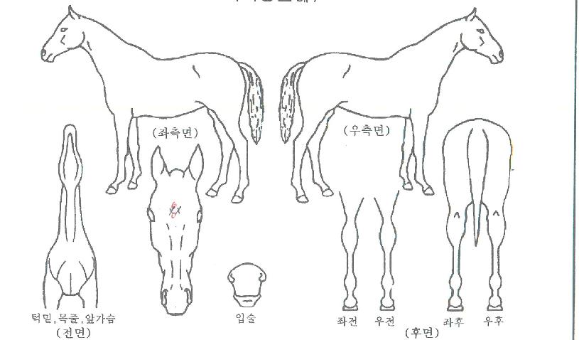 ¶ó¿Â½ºÅÚ¶óÀÇ Ãø¸é,¿ì¸é,µÞ¸é,µÎ»ó,´Ù¸®ÀÇ Æ¯Â¡µµÇØ