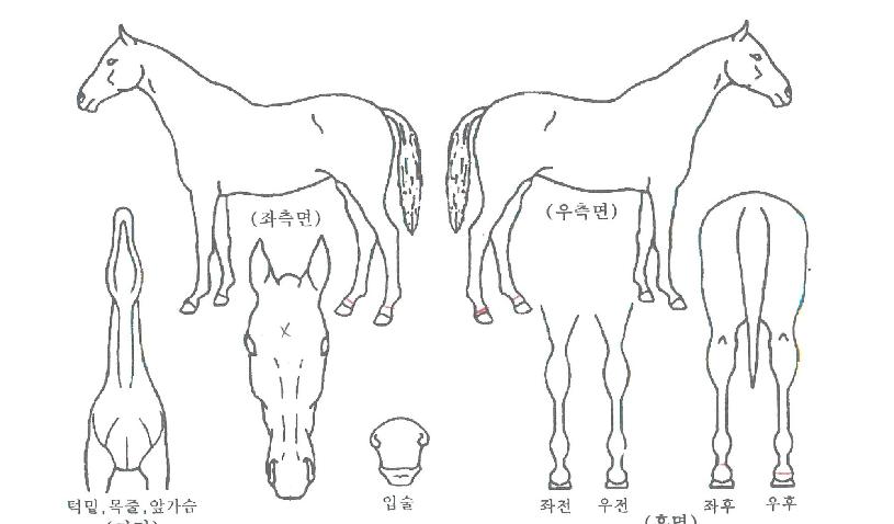 ·¿Ã÷°ÙÀÕÀÇ Ãø¸é,¿ì¸é,µÞ¸é,µÎ»ó,´Ù¸®ÀÇ Æ¯Â¡µµÇØ