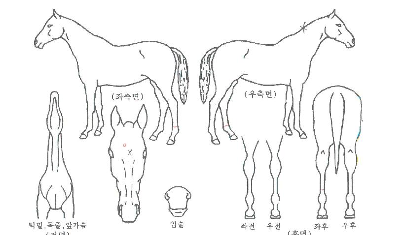 Âù¶õÇÑ¿©¸íÀÚ¸¶ÀÇ Ãø¸é,¿ì¸é,µÞ¸é,µÎ»ó,´Ù¸®ÀÇ Æ¯Â¡µµÇØ