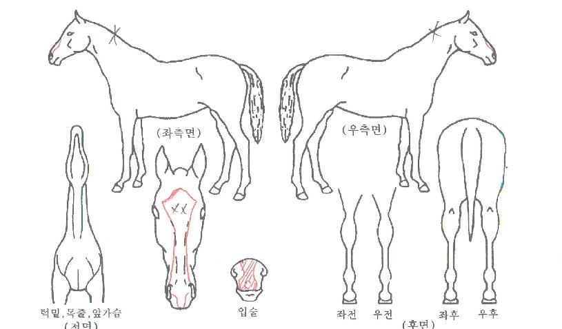 ¿îÇØº£½ºÆ®ÀÇ Ãø¸é,¿ì¸é,µÞ¸é,µÎ»ó,´Ù¸®ÀÇ Æ¯Â¡µµÇØ