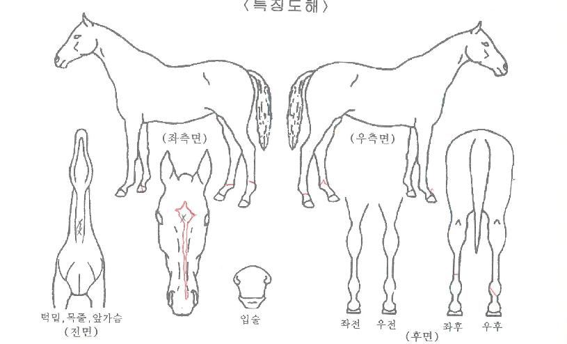 ¸Ó´ÏÆ÷ÄÏÀÇ Ãø¸é,¿ì¸é,µÞ¸é,µÎ»ó,´Ù¸®ÀÇ Æ¯Â¡µµÇØ