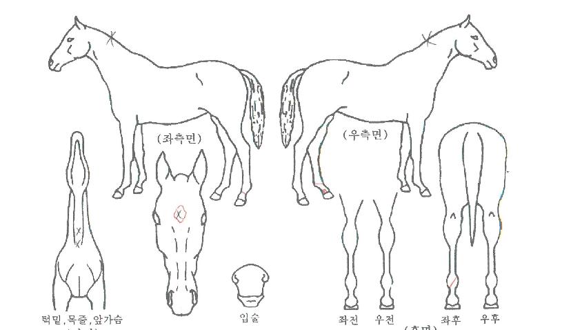 ÄÚÄÚÀ©ÀÇ Ãø¸é,¿ì¸é,µÞ¸é,µÎ»ó,´Ù¸®ÀÇ Æ¯Â¡µµÇØ