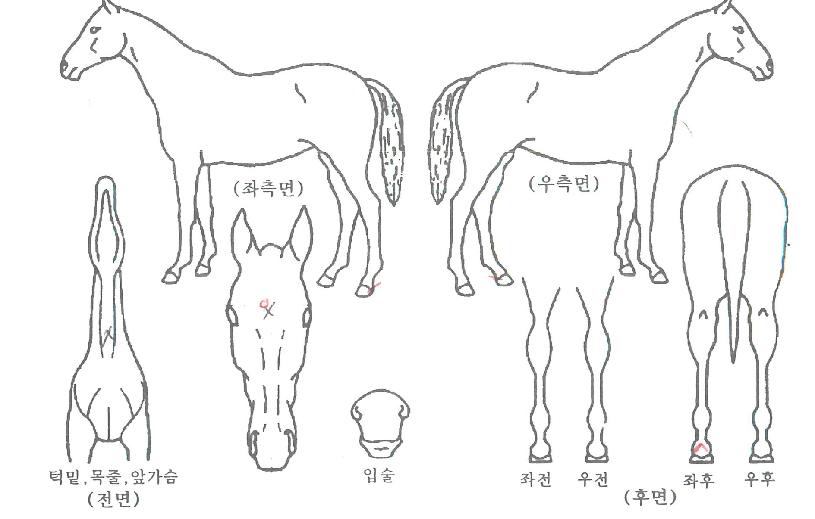 ÃÖ°ÆÄƼÀÇ Ãø¸é,¿ì¸é,µÞ¸é,µÎ»ó,´Ù¸®ÀÇ Æ¯Â¡µµÇØ