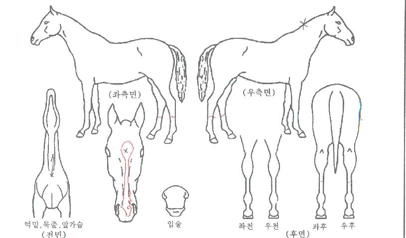 °«¿Àºê»è½ºÀÇ Ãø¸é,¿ì¸é,µÞ¸é,µÎ»ó,´Ù¸®ÀÇ Æ¯Â¡µµÇØ