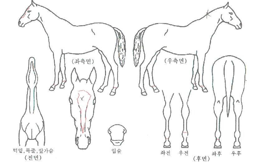 ½Å¿À¸§ÀÇ Ãø¸é,¿ì¸é,µÞ¸é,µÎ»ó,´Ù¸®ÀÇ Æ¯Â¡µµÇØ