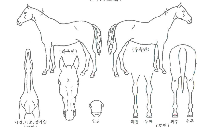 ¾Ö´ÏÆ÷½º¿øÀÇ Ãø¸é,¿ì¸é,µÞ¸é,µÎ»ó,´Ù¸®ÀÇ Æ¯Â¡µµÇØ