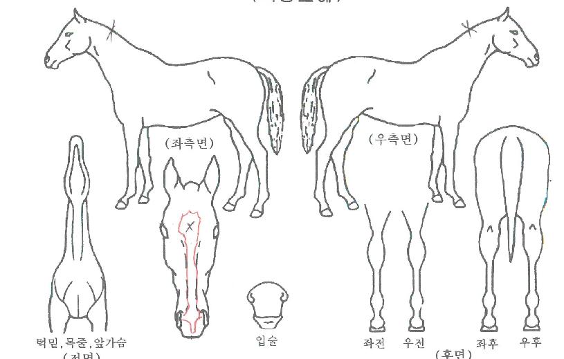 ÆÄÀÌÆ®¾Æ¿ôÀÇ Ãø¸é,¿ì¸é,µÞ¸é,µÎ»ó,´Ù¸®ÀÇ Æ¯Â¡µµÇØ