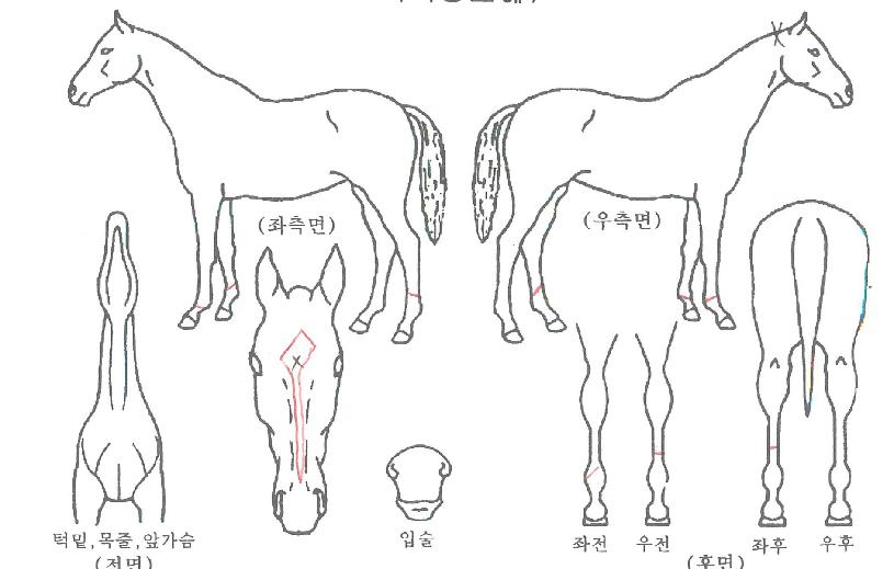 ¸¶À½ÀÇÁغñÀÇ Ãø¸é,¿ì¸é,µÞ¸é,µÎ»ó,´Ù¸®ÀÇ Æ¯Â¡µµÇØ