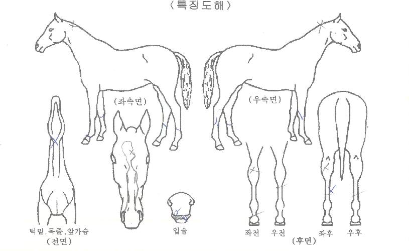 °ñµç¾Þ±ÛÀÇ Ãø¸é,¿ì¸é,µÞ¸é,µÎ»ó,´Ù¸®ÀÇ Æ¯Â¡µµÇØ