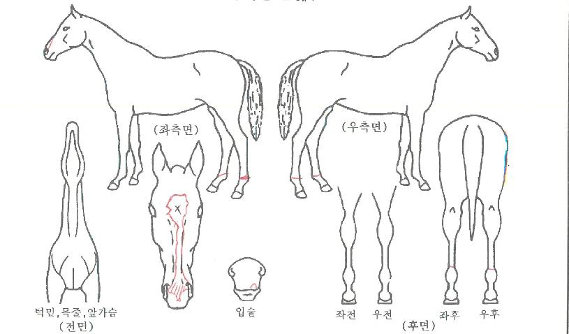 ¹«¼ÒºÒ´ÉÀÇ Ãø¸é,¿ì¸é,µÞ¸é,µÎ»ó,´Ù¸®ÀÇ Æ¯Â¡µµÇØ