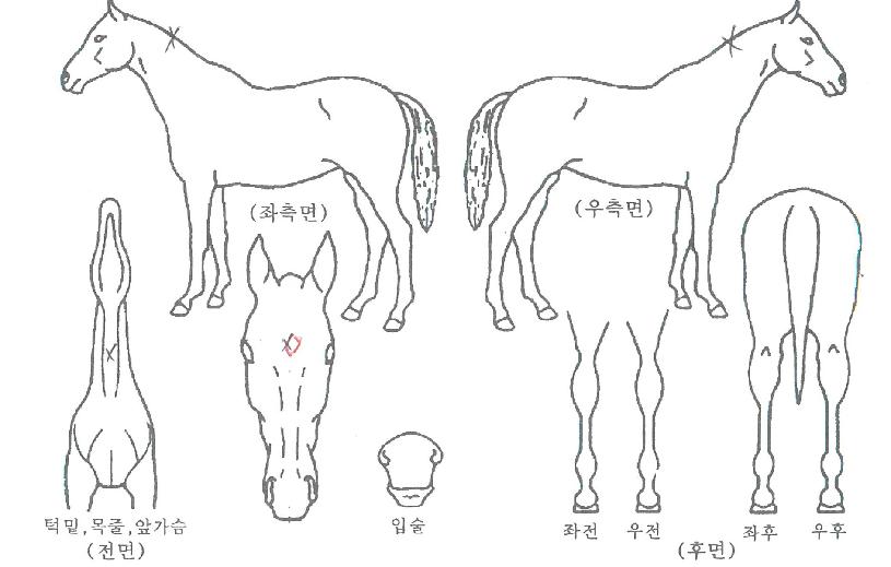 °¶·°½ÃÇǽºÀÇ Ãø¸é,¿ì¸é,µÞ¸é,µÎ»ó,´Ù¸®ÀÇ Æ¯Â¡µµÇØ