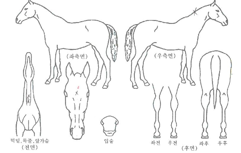 À̱۾ÆÀÌÀÇ Ãø¸é,¿ì¸é,µÞ¸é,µÎ»ó,´Ù¸®ÀÇ Æ¯Â¡µµÇØ