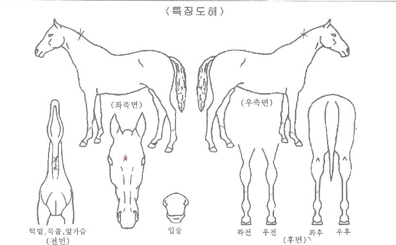 ±Ý¾ÆÅ·´ýÀÇ Ãø¸é,¿ì¸é,µÞ¸é,µÎ»ó,´Ù¸®ÀÇ Æ¯Â¡µµÇØ