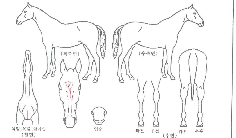 ÀººûÅõÈ¥ÀÚ¸¶ÀÇ Ãø¸é,¿ì¸é,µÞ¸é,µÎ»ó,´Ù¸®ÀÇ Æ¯Â¡µµÇØ